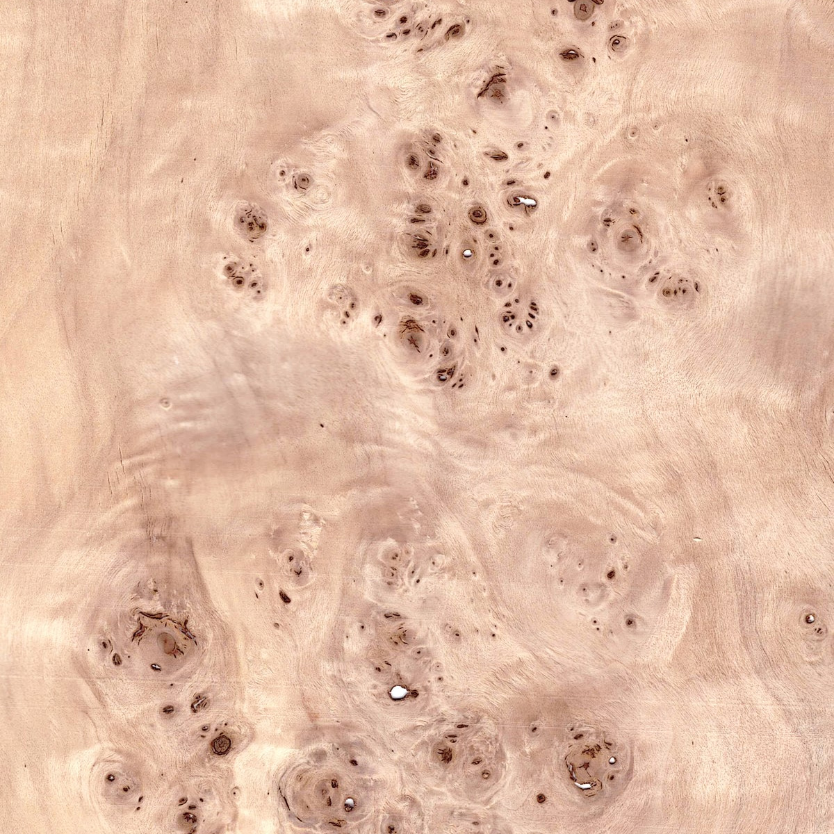 Poplar Burr veneer for internal doors